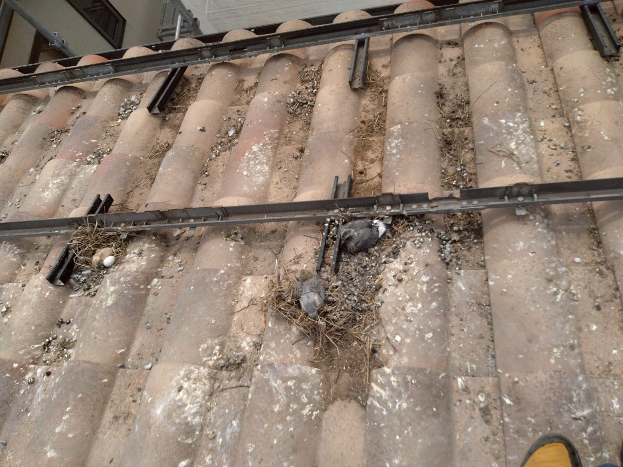 高松市での鳩の巣被害を受けた瓦屋根